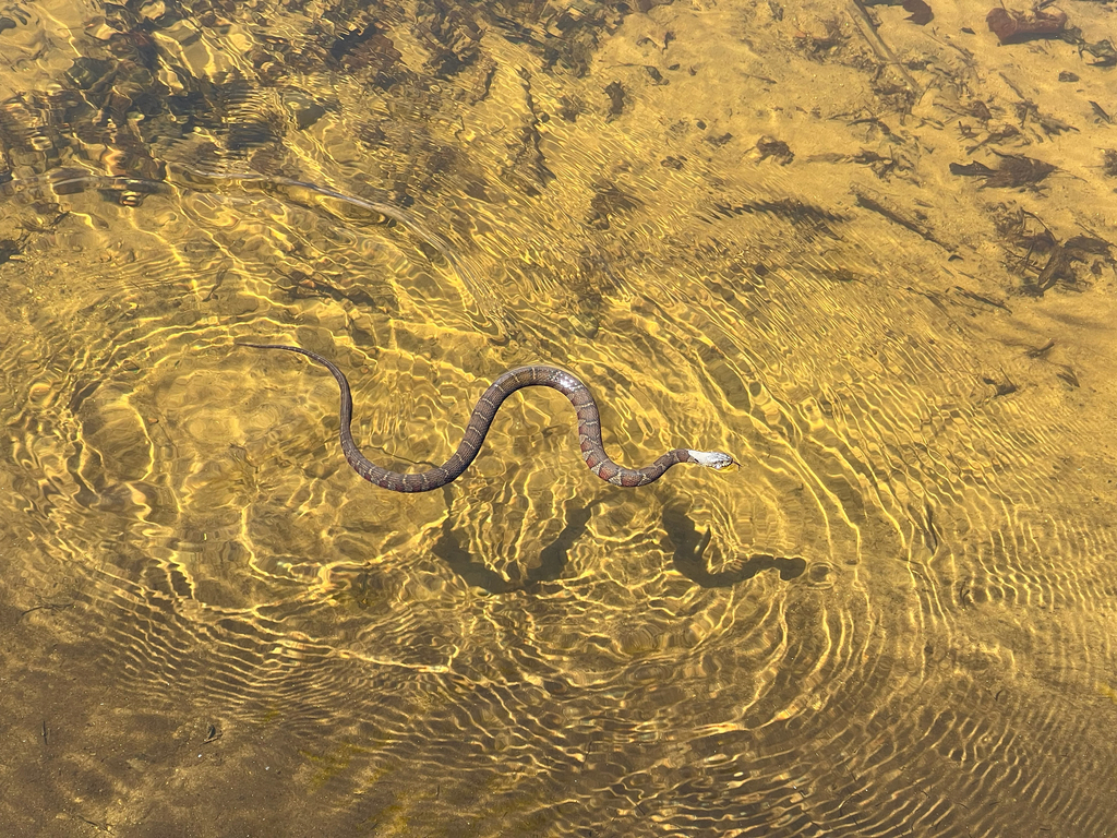 Northern Watersnake