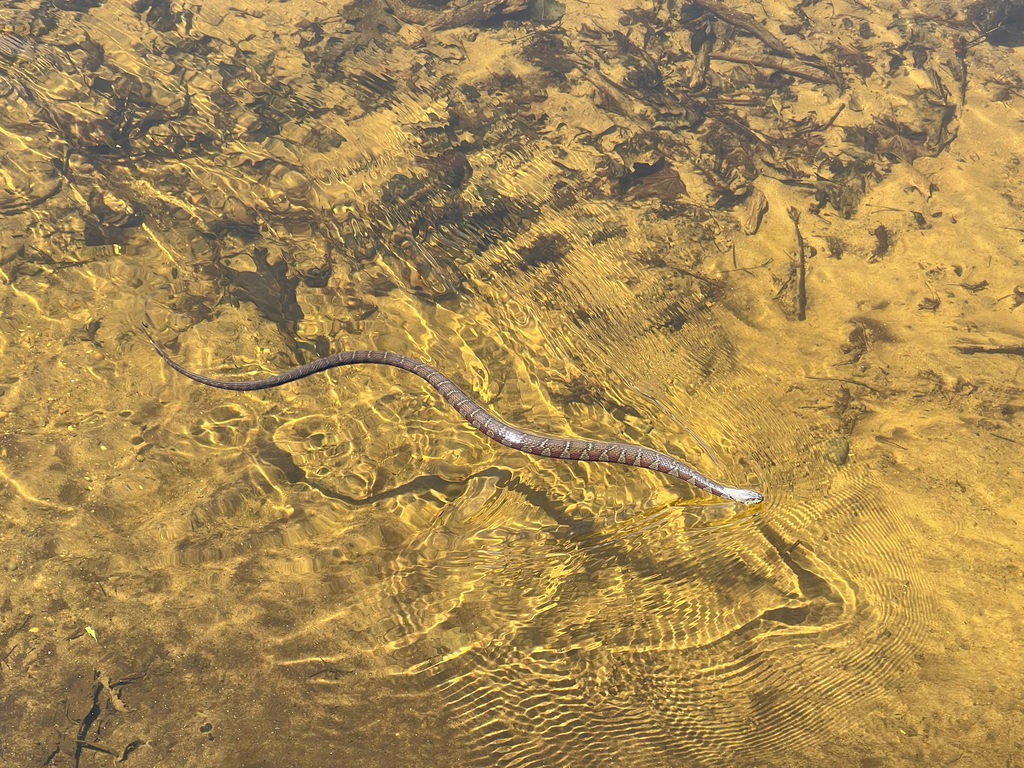 Northern Watersnake