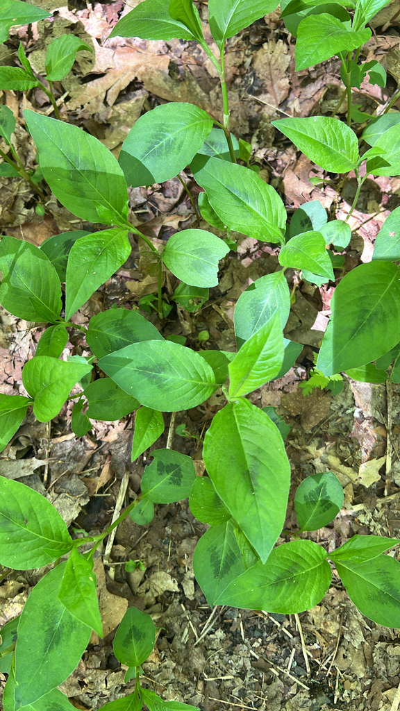 American jumpseed