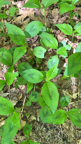 American jumpseed