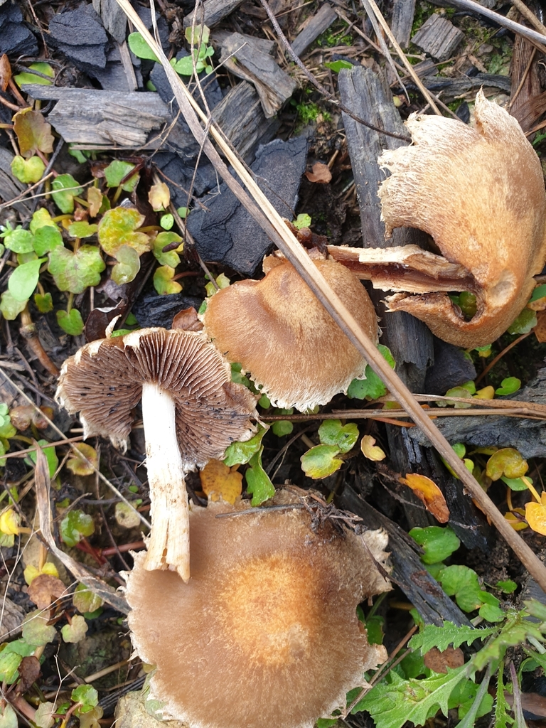 Lacrymaria lacrymabunda · May 2025 · photo: © samlasham (iNaturalist, cc0)