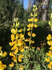 Lupinus croceus croceus