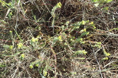 Euphorbia foliosa