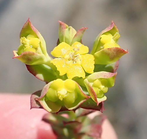 Euphorbia foliosa