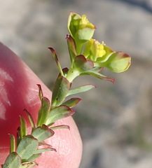 Euphorbia foliosa