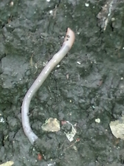 Aporrectodea caliginosa