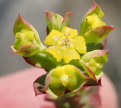 Euphorbia foliosa