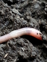 Aporrectodea caliginosa