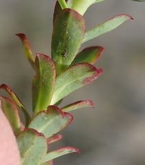 Euphorbia foliosa