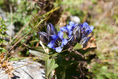 Gentiana septemfida