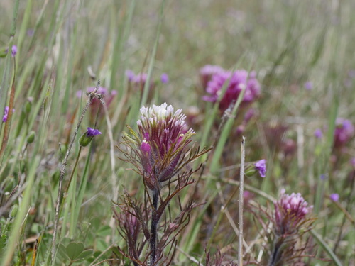 iNaturalist observation photo of purple owl's-clover