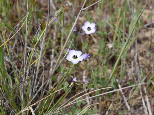 iNaturalist observation photo of bird's-eye gilia