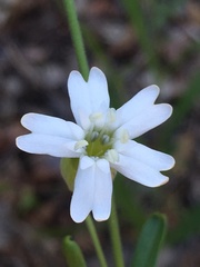 Silene douglasii