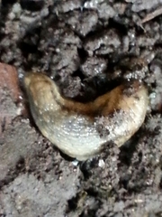 Arion fasciatus