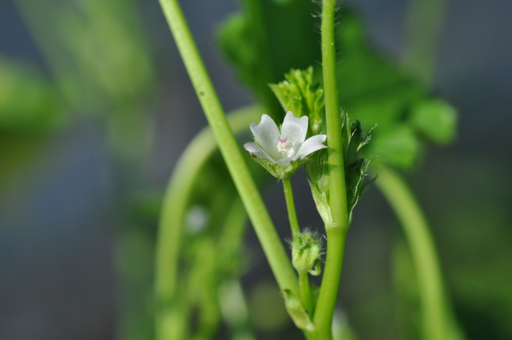 Malva pusilla