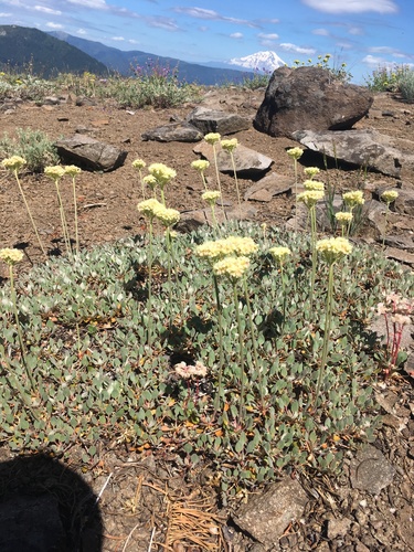 Image of Eriogonum ursinum by (c) Matt Berger, some rights reserved (CC BY)