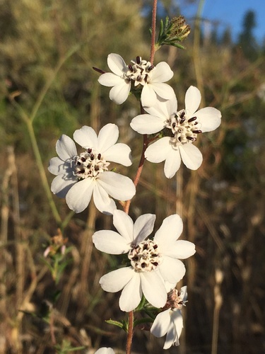 Image of Calycadenia fremontii by (c) Matt Berger, some rights reserved (CC BY)