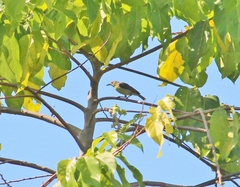 Lichmera indistincta limbata