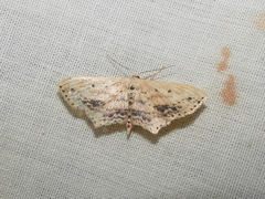 Scopula cacuminaria