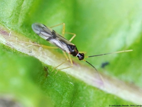 Tupiocoris rhododendri