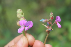 Desmodium molliculum