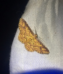 Geometridae