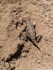 Liolaemus poconchilensis