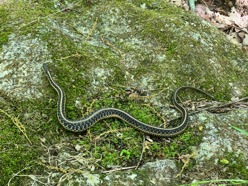 Common Garter Snake