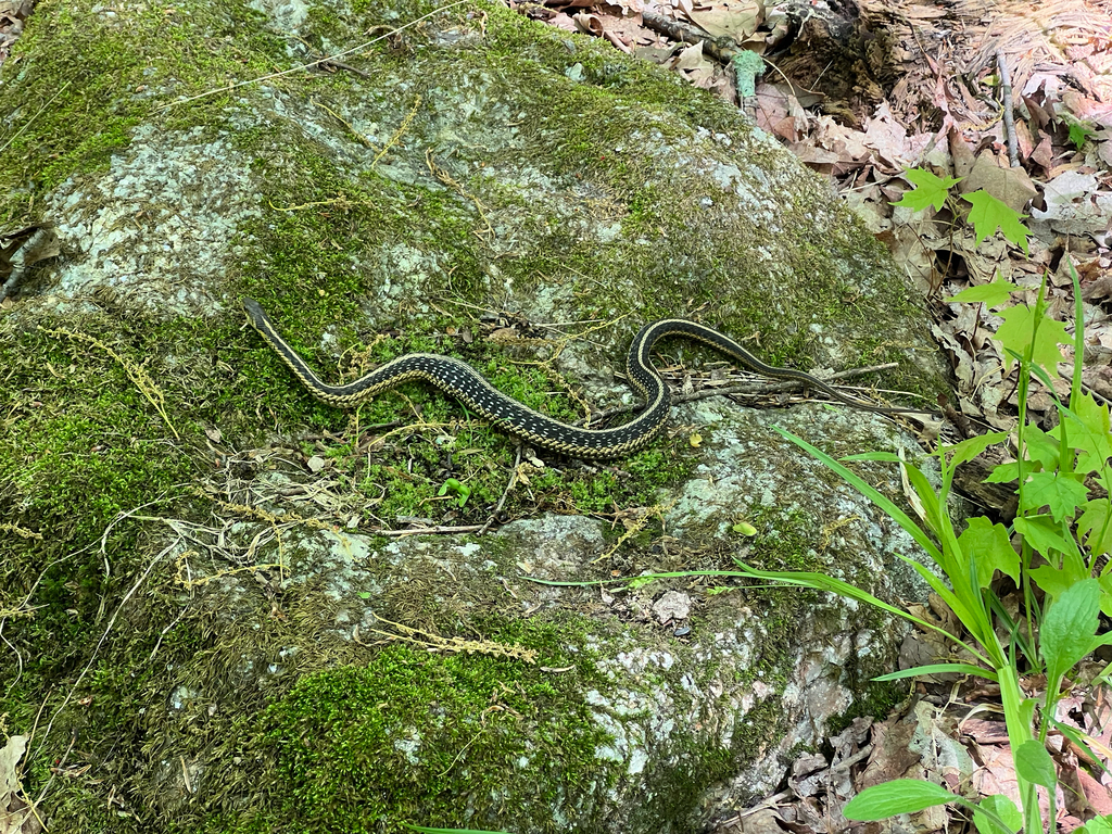 Common Garter Snake