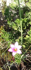 Romulea dichotoma