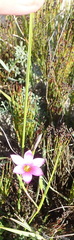 Romulea dichotoma