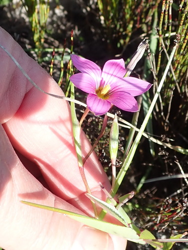 Romulea dichotoma