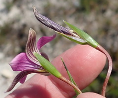Romulea dichotoma