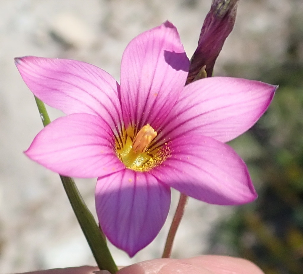 Romulea dichotoma, De Mond Nature Reserve, Sterna Trail, Overberg District Municipality, South Africa