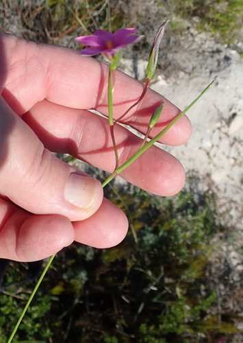 Romulea dichotoma