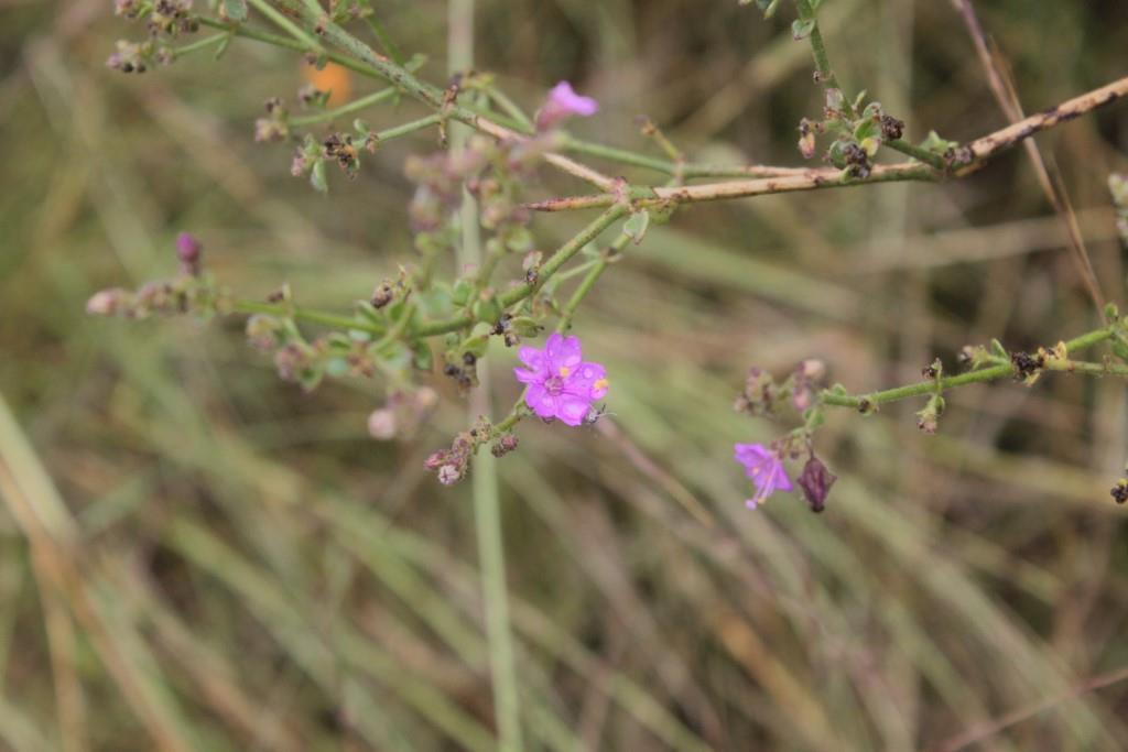 Mirabilis glabrifolia