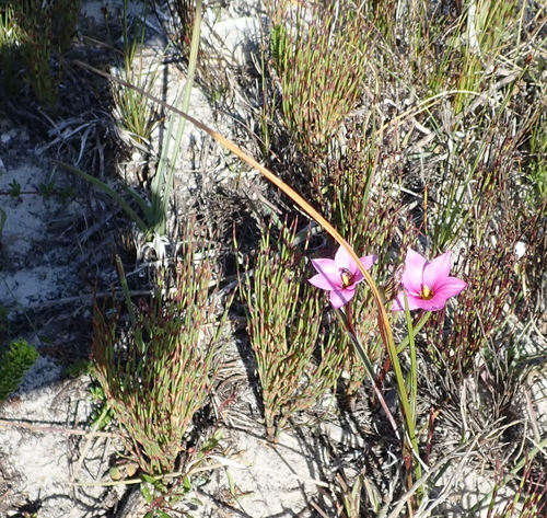 Romulea dichotoma
