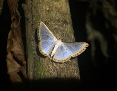 Lepidoptera