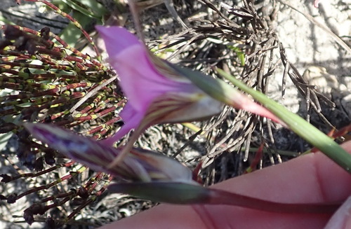 Romulea dichotoma