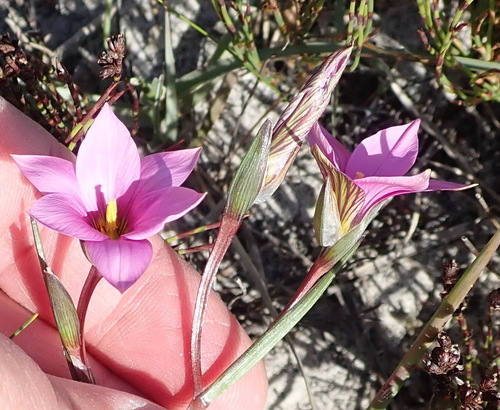Romulea dichotoma
