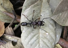 Paraponera clavata