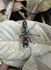 Paraponera clavata