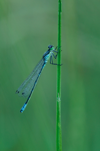 Irish Damselfly, Netherlands, photo 3 of 10