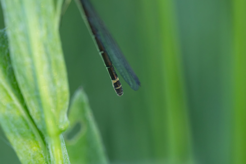 Irish Damselfly, Netherlands, photo 4 of 10