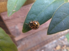 Harmonia axyridis