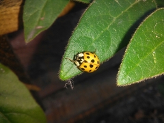 Harmonia axyridis