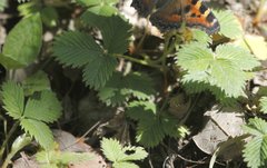 Fragaria nubicola