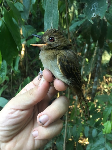 Brownish Twistwing (Cnipodectes subbrunneus), photo 8
