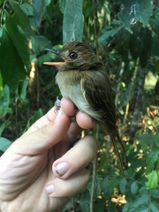 Cnipodectes subbrunneus