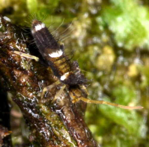 Entomobrya dorsalis, Sainte-Colombe, France, photo 10 of 10